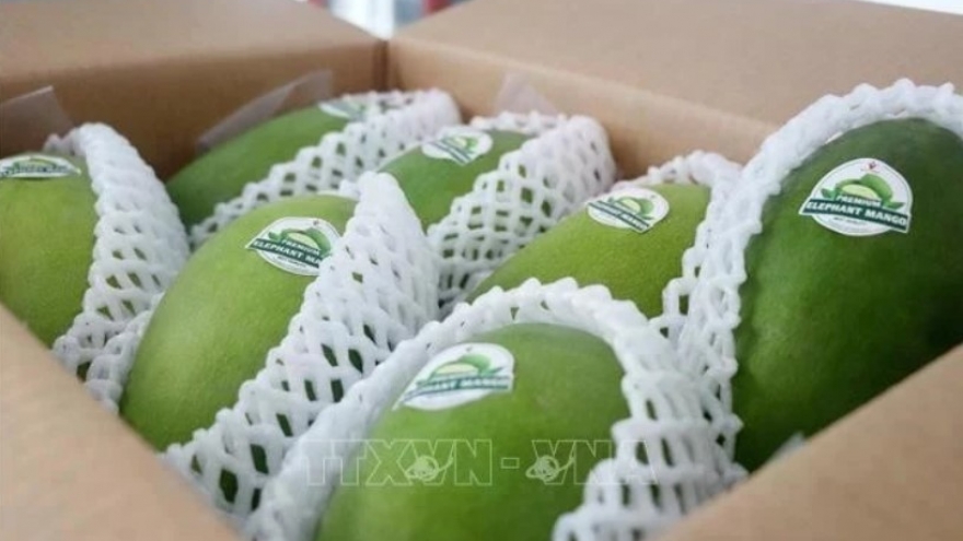 Vietnamese mangoes dominate Chinese market